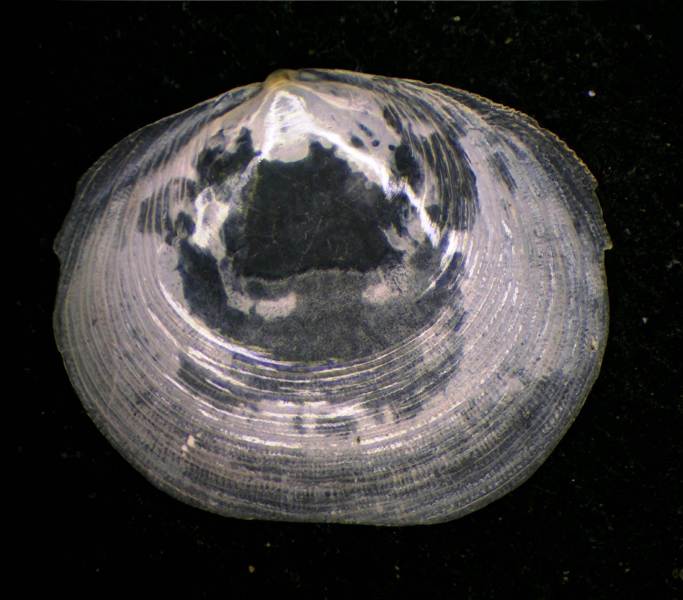 Bivalve